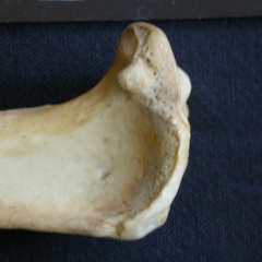 Tibia : partie proximale (7844 visites) Hyaena hyaena - Adulte - Élément droitCollection : Département d'Ostéologie du Musée National d... Tibia : partie proximale