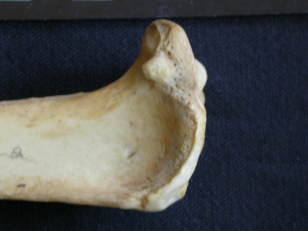 Tibia : partie proximale (7884 visites) Hyaena hyaena - Adulte - Élément droitCollection : Département d'Ostéologie du Musée National d... Tibia : partie proximale