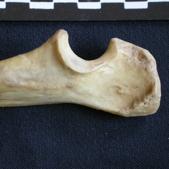 Ulna : partie proximale (8389 visites) Hyaena hyaena - Adulte - Élément droitCollection : Département d'Ostéologie du Musée National d... Ulna : partie proximale
