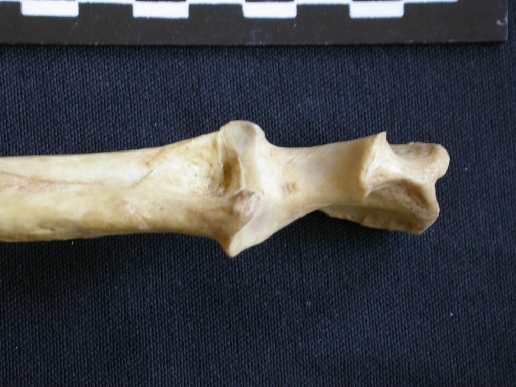 Ulna : parte proximal (9529 visitas) Hyaena hyaena - Adulto - Elemento derechoColección : Departamento d'Osteología del Museo Nacional ... Ulna : parte proximal