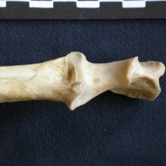 Ulna : partie proximale (9582 visites) Hyaena hyaena - Adulte - Élément droitCollection : Département d'Ostéologie du Musée National d... Ulna : partie proximale