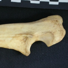 Ulna : partie proximale (10915 visites) Hyaena hyaena - Adulte - Élément droitCollection : Département d'Ostéologie du Musée National d... Ulna : partie proximale
