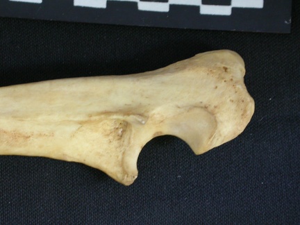 Ulna : partie proximale (10891 visites) Hyaena hyaena - Adulte - Élément droitCollection : Département d'Ostéologie du Musée National d... Ulna : partie proximale