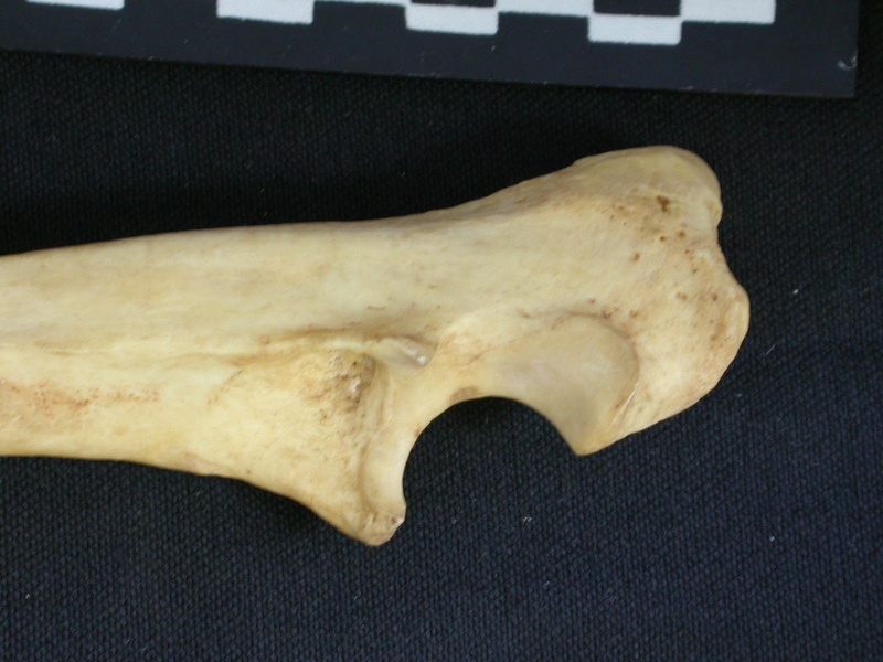 Ulna : partie proximale (10841 visites) Hyaena hyaena - Adulte - Élément droitCollection : Département d'Ostéologie du Musée National d... Ulna : partie proximale