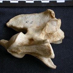 Axis (15342 visites) Crocuta crocuta - AdulteCollection : Département d'Ostéologie du Musée National du Kenya, Nairobi... Axis