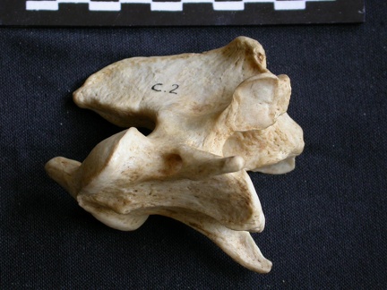 Axis (15367 visites) Crocuta crocuta - AdulteCollection : Département d'Ostéologie du Musée National du Kenya, Nairobi... Axis