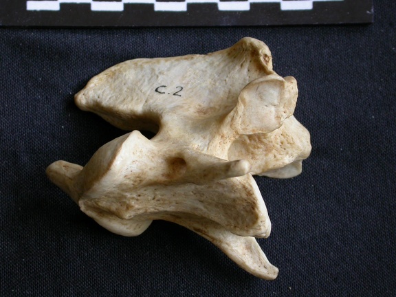 Axis (15353 visites) Crocuta crocuta - AdulteCollection : Département d'Ostéologie du Musée National du Kenya, Nairobi... Axis
