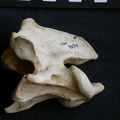 Axis (14915 visites) Crocuta crocuta - AdulteCollection : Département d'Ostéologie du Musée National du Kenya, Nairobi... Axis
