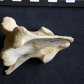 Axis (14039 visites) Crocuta crocuta - AdulteCollection : Département d'Ostéologie du Musée National du Kenya, Nairobi... Axis