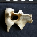 Axis (13972 visites) Crocuta crocuta - AdulteCollection : Département d'Ostéologie du Musée National du Kenya, Nairobi... Axis