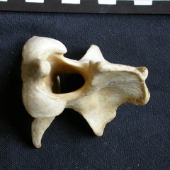 Axis (14037 visites) Crocuta crocuta - AdulteCollection : Département d'Ostéologie du Musée National du Kenya, Nairobi... Axis