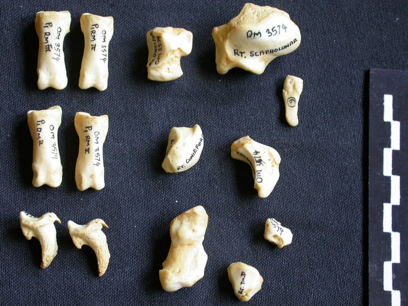 Carpe et phalanges (104689 visites) Crocuta crocuta - Adulte - Éléments droitsCollection : Département d'Ostéologie du Musée Nation... Carpe et phalanges