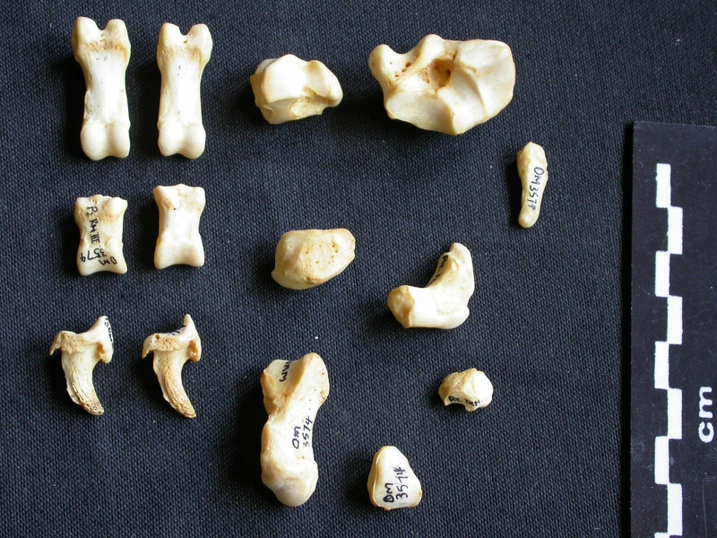 Carpe et phalanges (103318 visites) Crocuta crocuta - Adulte - Éléments droitsCollection : Département d'Ostéologie du Musée Nation... Carpe et phalanges