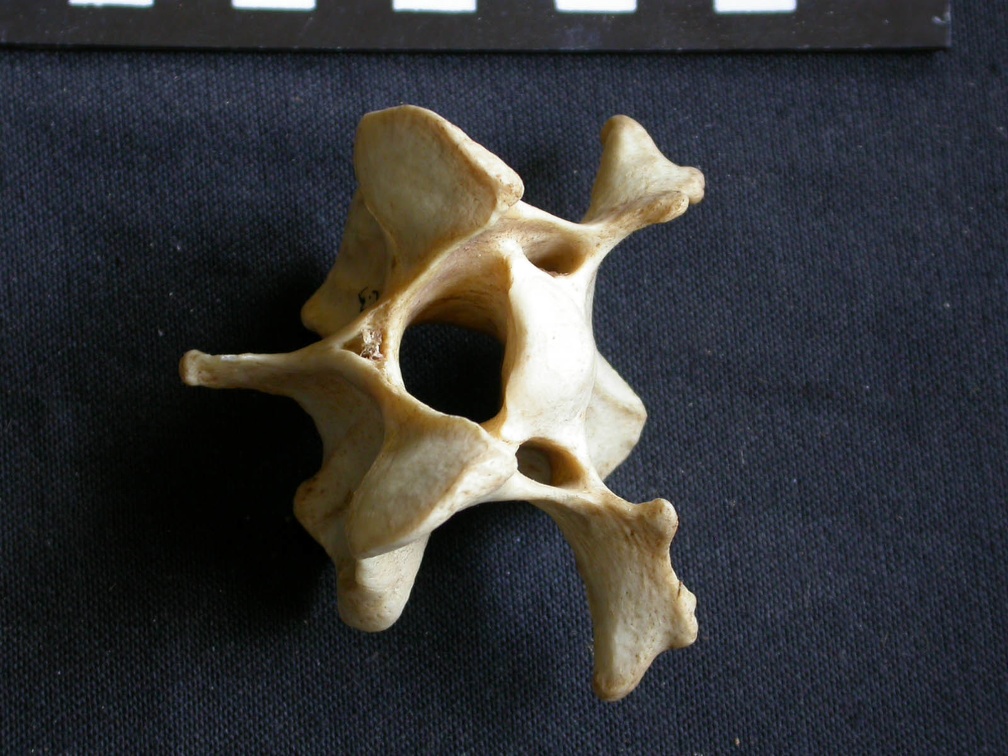 Vertèbre cervicale (10752 visites) Crocuta crocuta - AdulteCollection : Département d'Ostéologie du Musée National du Kenya, Nairobi... Vertèbre cervicale