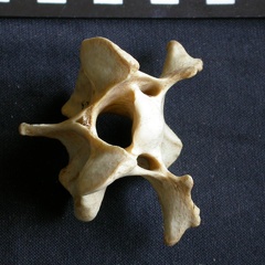 Vértebra cervicale (10756 visitas) Crocuta crocuta - AdultoColección : Departamento d'Osteología del Museo Nacional de Kenia, Nairobi... Vértebra cervicale