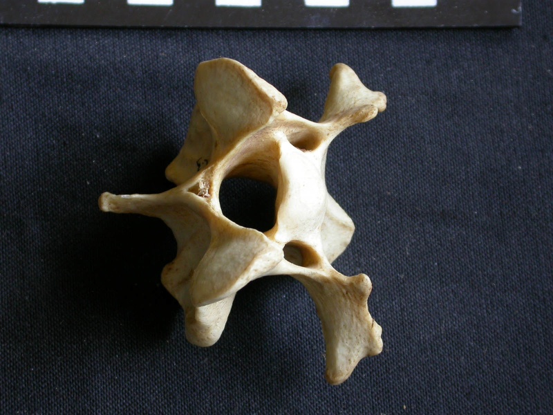 Vertèbre cervicale (10682 visites) Crocuta crocuta - AdulteCollection : Département d'Ostéologie du Musée National du Kenya, Nairobi... Vertèbre cervicale