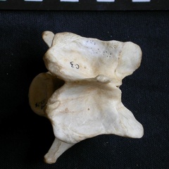 Vértebra cervicale (10597 visitas) Crocuta crocuta - AdultoColección : Departamento d'Osteología del Museo Nacional de Kenia, Nairobi... Vértebra cervicale