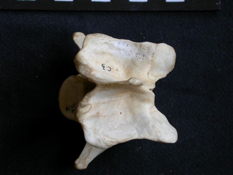 Vertèbre cervicale (10537 visites) Crocuta crocuta - AdulteCollection : Département d'Ostéologie du Musée National du Kenya, Nairobi... Vertèbre cervicale