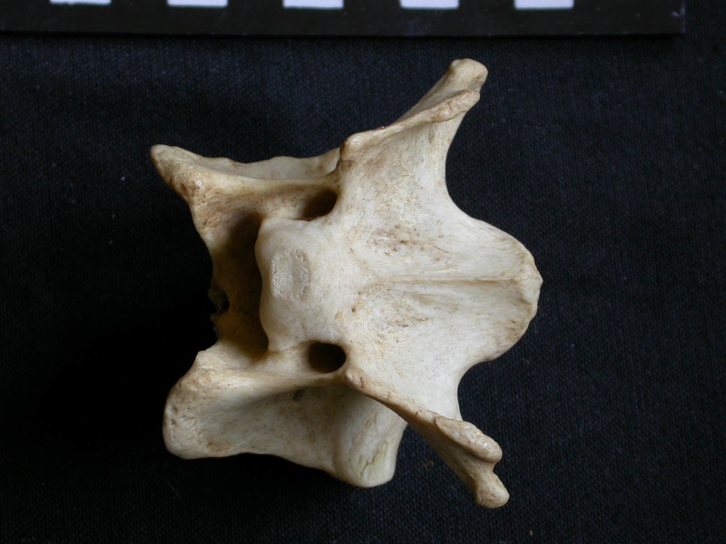 Vertèbre cervicale (10060 visites) Crocuta crocuta - AdulteCollection : Département d'Ostéologie du Musée National du Kenya, Nairobi... Vertèbre cervicale