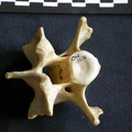 Vertèbre cervicale (10075 visites) Crocuta crocuta - AdulteCollection : Département d'Ostéologie du Musée National du Kenya, Nairobi... Vertèbre cervicale