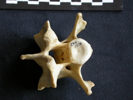Vertèbre cervicale (10184 visites) Crocuta crocuta - AdulteCollection : Département d'Ostéologie du Musée National du Kenya, Nairobi... Vertèbre cervicale