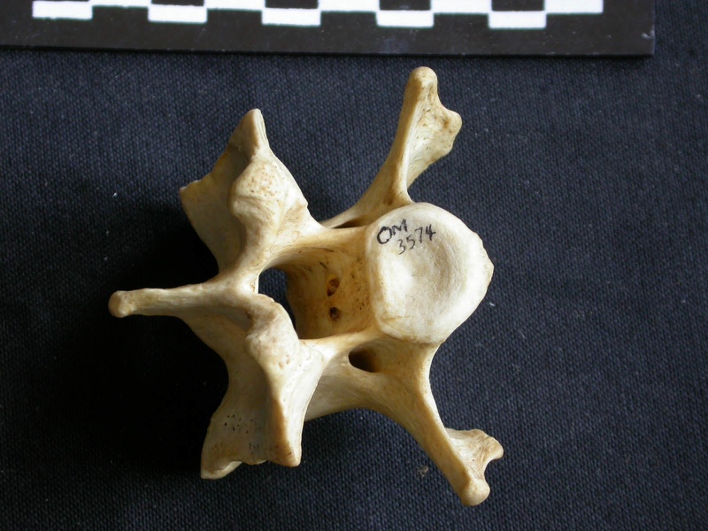 Vertèbre cervicale (10045 visites) Crocuta crocuta - AdulteCollection : Département d'Ostéologie du Musée National du Kenya, Nairobi... Vertèbre cervicale