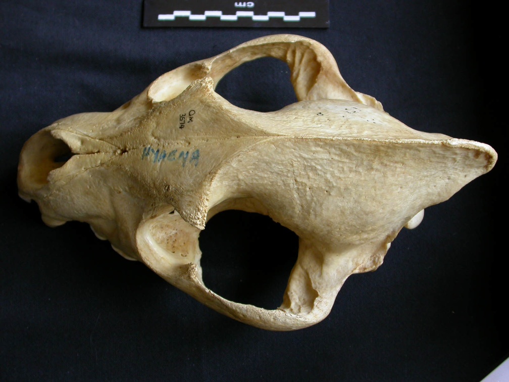 Crâne : vue frontale (7903 visites) Crocuta crocuta - AdulteCollection : Département d'Ostéologie du Musée National du Kenya, Nairobi... Crâne : vue frontale