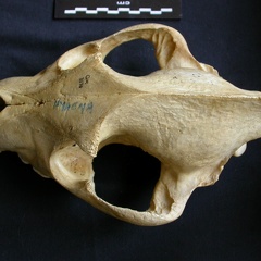 Crâne : vue frontale (7898 visites) Crocuta crocuta - AdulteCollection : Département d'Ostéologie du Musée National du Kenya, Nairobi... Crâne : vue frontale