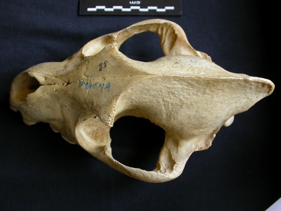 Crâne : vue frontale (7905 visites) Crocuta crocuta - AdulteCollection : Département d'Ostéologie du Musée National du Kenya, Nairobi... Crâne : vue frontale