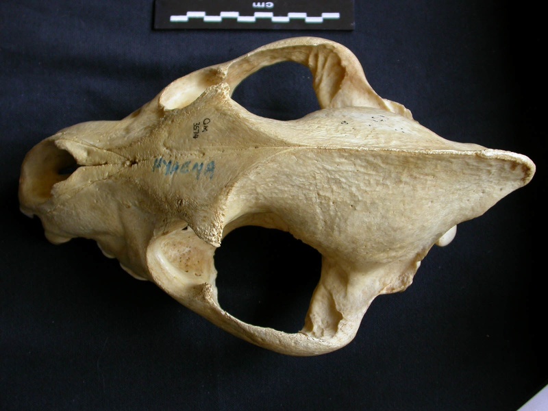 Crâne : vue frontale (7928 visites) Crocuta crocuta - AdulteCollection : Département d'Ostéologie du Musée National du Kenya, Nairobi... Crâne : vue frontale