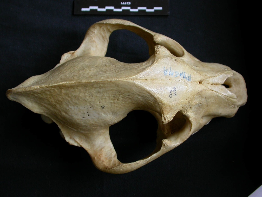 Crâne : vue frontale (8013 visites) Crocuta crocuta - AdulteCollection : Département d'Ostéologie du Musée National du Kenya, Nairobi... Crâne : vue frontale