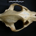 Crâne : vue frontale (8055 visites) Crocuta crocuta - AdulteCollection : Département d'Ostéologie du Musée National du Kenya, Nairobi... Crâne : vue frontale