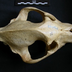 Crâne : vue frontale (8051 visites) Crocuta crocuta - AdulteCollection : Département d'Ostéologie du Musée National du Kenya, Nairobi... Crâne : vue frontale
