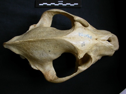 Crâne : vue frontale (8058 visites) Crocuta crocuta - AdulteCollection : Département d'Ostéologie du Musée National du Kenya, Nairobi... Crâne : vue frontale