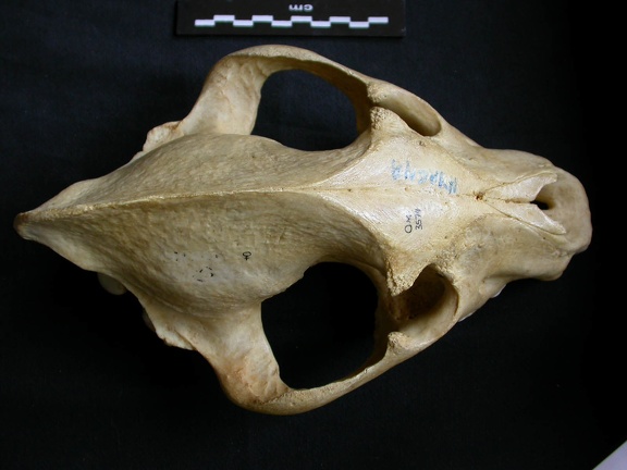 Crâne : vue frontale (8061 visites) Crocuta crocuta - AdulteCollection : Département d'Ostéologie du Musée National du Kenya, Nairobi... Crâne : vue frontale