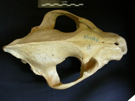 Crâne : vue frontale (7912 visites) Crocuta crocuta - AdulteCollection : Département d'Ostéologie du Musée National du Kenya, Nairobi... Crâne : vue frontale