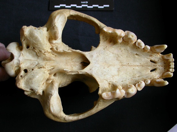 Crâne : vue ventrale (8121 visites) Crocuta crocuta - AdulteCollection : Département d'Ostéologie du Musée National du Kenya, Nairobi... Crâne : vue ventrale