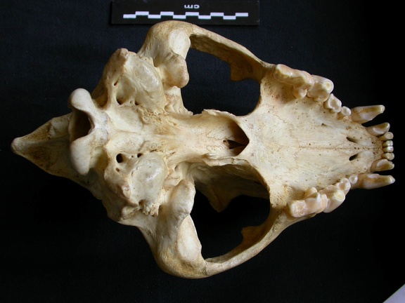 Crâne : vue ventrale (7935 visites) Crocuta crocuta - AdulteCollection : Département d'Ostéologie du Musée National du Kenya, Nairobi... Crâne : vue ventrale