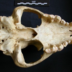 Crâne : vue ventrale (8493 visites) Crocuta crocuta - AdulteCollection : Département d'Ostéologie du Musée National du Kenya, Nairobi... Crâne : vue ventrale
