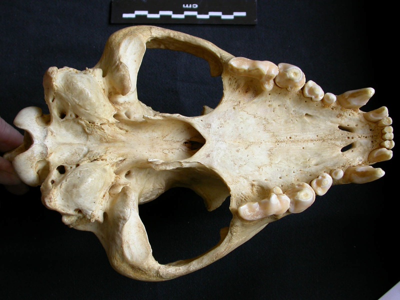 Crâne : vue ventrale (8497 visites) Crocuta crocuta - AdulteCollection : Département d'Ostéologie du Musée National du Kenya, Nairobi... Crâne : vue ventrale