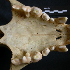 Crâne : maxillaires et os incisif (7938 visites) Crocuta crocuta - AdulteCollection : Département d'Ostéologie du Musée National du Kenya, Nairobi... Crâne : maxillaires et os incisif