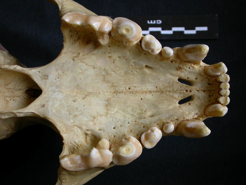 Crâne : maxillaires et os incisif (7953 visites) Crocuta crocuta - AdulteCollection : Département d'Ostéologie du Musée National du Kenya, Nairobi... Crâne : maxillaires et os incisif