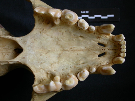 Skull: jawbones and incisive bone