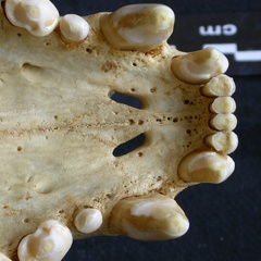 Crâne : maxillaires et os incisif (7886 visites) Crocuta crocuta - AdulteCollection : Département d'Ostéologie du Musée National du Kenya, Nairobi... Crâne : maxillaires et os incisif