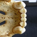 Crâne : os incisif (7912 visites) Crocuta crocuta - AdulteCollection : Département d'Ostéologie du Musée National du Kenya, Nairobi... Crâne : os incisif
