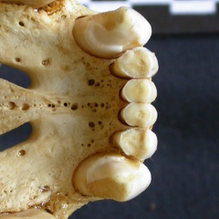 Crâne : os incisif (7909 visites) Crocuta crocuta - AdulteCollection : Département d'Ostéologie du Musée National du Kenya, Nairobi... Crâne : os incisif
