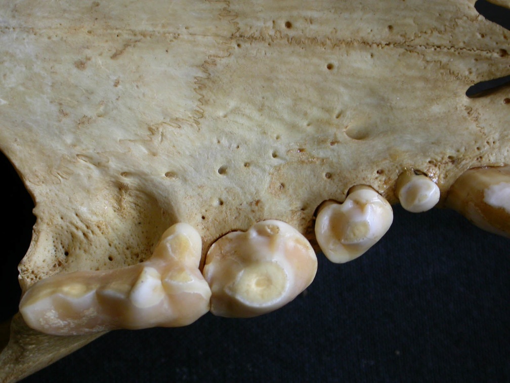 Dentition supérieure (8096 visites) Crocuta crocuta - AdulteCollection : Département d'Ostéologie du Musée National du Kenya, Nairobi... Dentition supérieure