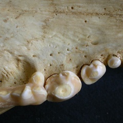 Dentition supérieure (8116 visites) Crocuta crocuta - AdulteCollection : Département d'Ostéologie du Musée National du Kenya, Nairobi... Dentition supérieure