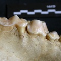 Dentition supérieure (7697 visites) Crocuta crocuta - AdulteCollection : Département d'Ostéologie du Musée National du Kenya, Nairobi... Dentition supérieure