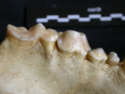 Dentition supérieure (7672 visites) Crocuta crocuta - AdulteCollection : Département d'Ostéologie du Musée National du Kenya, Nairobi... Dentition supérieure